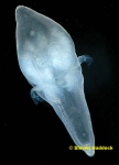 Tetraplatia volitans Tetraplatia volitans