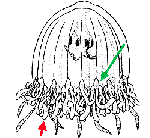Ptychogastriidae, characteristics Ptychogastriidae, characteristics
