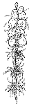 Family Apolemiidae: typical form Family Apolemiidae: typical form