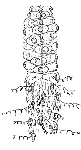 Family Forskaliidae: typical form Family Forskaliidae: typical form