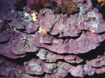 Lithophyllum frondosum f. cabiochae (Boudouresque & Verlaque) Lithophyllum frondosum f. cabiochae (Boudouresque & Verlaque)
