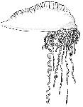 Family Physaliidae: Genus Physalia Family Physaliidae: Genus Physalia