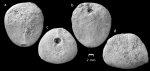 Bathyovulaster disjunctus, Holotype Bathyovulaster disjunctus, Holotype