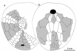 Bathyovulaster disjunctus, plating pattern Bathyovulaster disjunctus, plating pattern