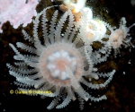 Staurocladia charcoti, King George Island,Antarctica; ca 8 mm; © Schories Staurocladia charcoti, King George Island,Antarctica; ca 8 mm; © Schories