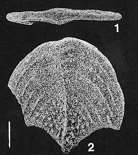 Quasibolivinella bermudezi Hayward HOLOTYPE Quasibolivinella bermudezi Hayward HOLOTYPE