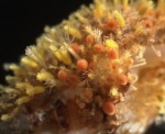 Hydractinia aculeata (Wagner, 1833) from Mallorca, copyright P. Schuchert Hydractinia aculeata (Wagner, 1833) from Mallorca, copyright P. Schuchert