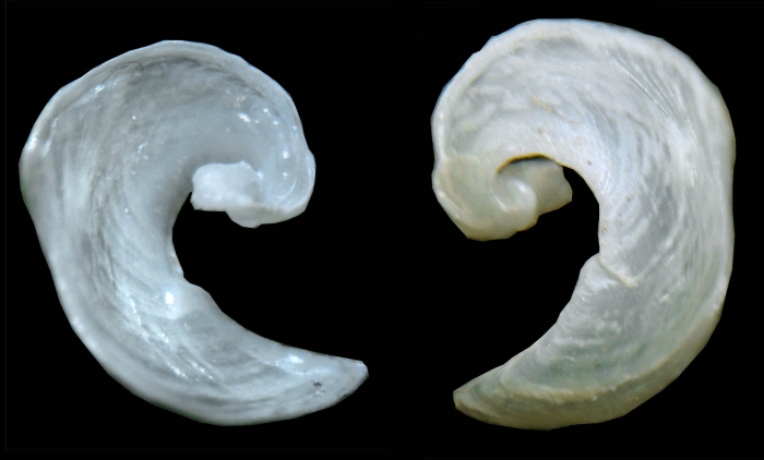 Philinopsis miqueli Pelorce, Horst & Hoarau, 2013Intrnal shell of a paratype from La Ciotat (Mediterranean coast of France), Calanque de Figuerolles, -5 m, mixed bottom with sand, rocks and algal turf.,