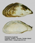 Dreissena bugensis
