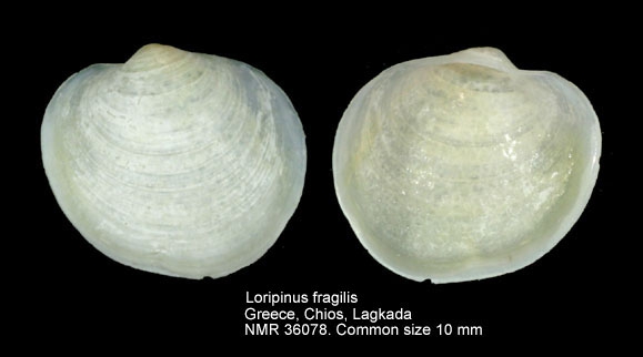 Loripinus fragilis