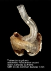 Thylaeodus rugulosus