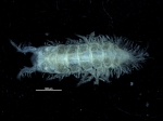 Labraxeudes heliodiscus Blazewicz-Paszkowycz & Bamber, 2007 Labraxeudes heliodiscus Blazewicz-Paszkowycz & Bamber, 2007