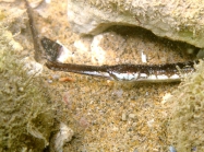Syngnathus taenionotus (male)