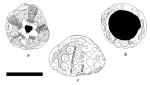 Goniopygus triangularis Goniopygus triangularis