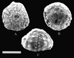 Goniopygus triangularis Goniopygus triangularis