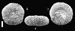 Tetragramma basabensis Tetragramma basabensis