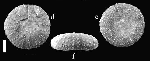 Tetragramma depressum Tetragramma depressum