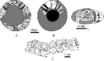 Tetragramma tetratuberculatus Tetragramma tetratuberculatus