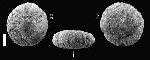 Tetragramma tetratuberculatus Tetragramma tetratuberculatus
