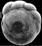 Ammonia aoteana New Zealand, author: Hayward, Bruce