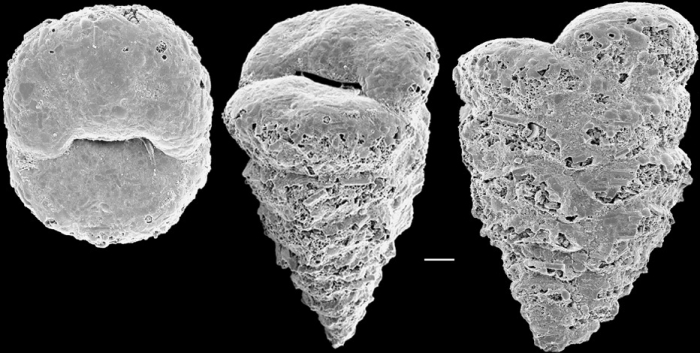 Textularia pseudogramen New Zealand