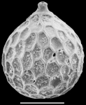 Favulina hexagona New Zealand