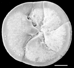 Rosalina paupereques New Zealand, author: Hayward, Bruce