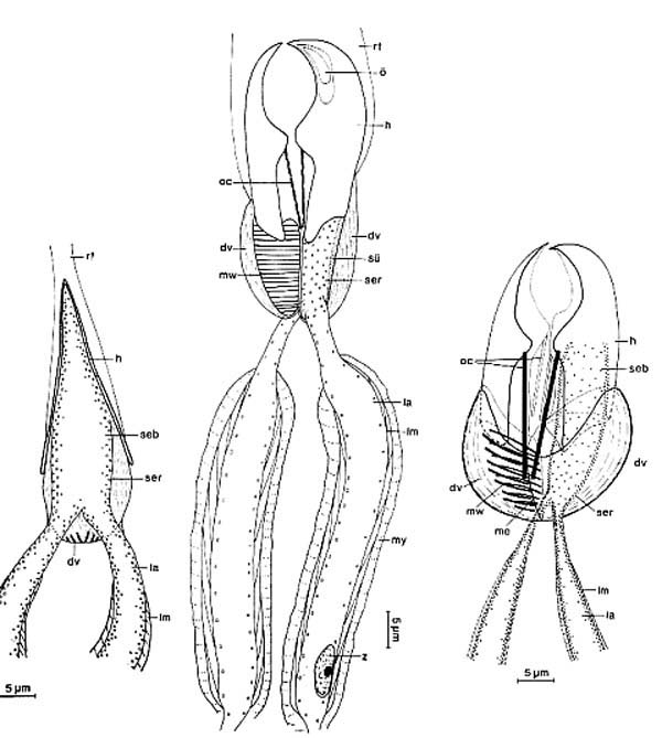Diascorhynchus rubrus