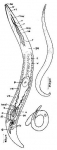 Platyhelminthes (flatworms)