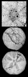Palhemiaster natalyae (holotype) Palhemiaster natalyae (holotype)