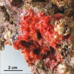 Eurypon gracile, holotype in situ. Eurypon gracile, holotype in situ.