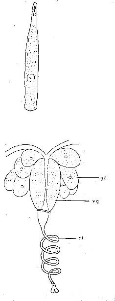 Schizorhynchoides spirostylus