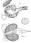 Listea simplex
