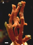 Clathria (Clathria) hjorti Clathria (Clathria) hjorti