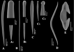 Clathria (Clathria) hjorti spicules Clathria (Clathria) hjorti spicules