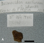 Desmacidon arciferum, fragment of holotype Desmacidon arciferum, fragment of holotype