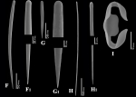 Clathria (Clathria) coralloides spicules Clathria (Clathria) coralloides spicules