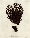 Spongia clathrus Esper, 1794 Spongia clathrus Esper, 1794