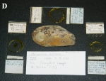 Microciona armata holotype Microciona armata holotype