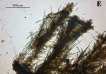 Microciona armata skeleton Microciona armata skeleton