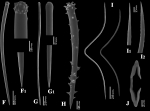 Microciona armata spicules Microciona armata spicules
