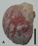 Clathria (Microciona) ascensionis holotype Clathria (Microciona) ascensionis holotype