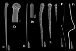 Clathria (Microciona) aurea spicules Clathria (Microciona) aurea spicules