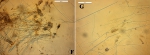 Clathria toximajor skeleton and spicules Clathria toximajor skeleton and spicules