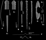 Microciona strepsitoxa spicules Microciona strepsitoxa spicules