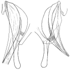 Ptychopera spinifera