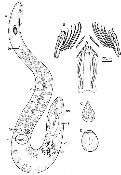 Coelogynopora cassida