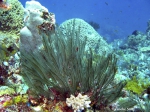 Gymnangium hians; northern Sulawesi; photographer and copyright Tineke Smit Gymnangium hians; northern Sulawesi; photographer and copyright Tineke Smit