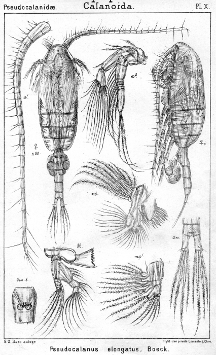 Pseudocalanus elongatus from Sars, G.O. 1901
