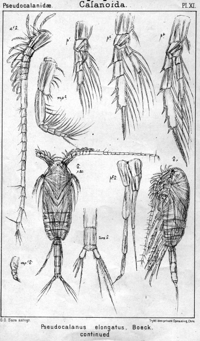 Pseudocalanus elongatus from Sars, G.O. 1901
